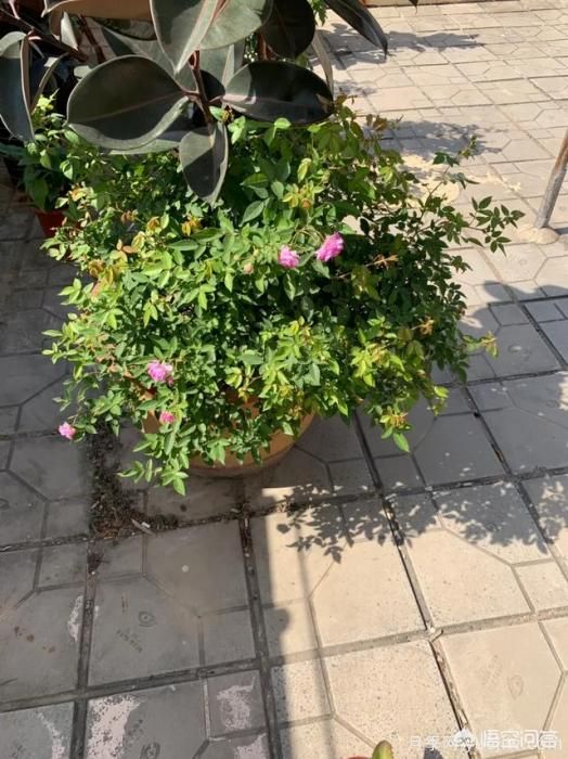 有哪些花友必備的月季花品種可以推薦下？(圖26)