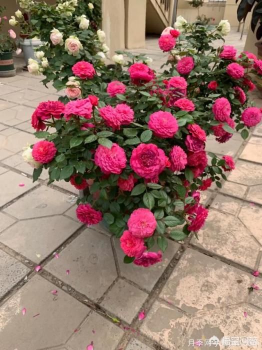 有哪些花友必備的月季花品種可以推薦下？(圖32)