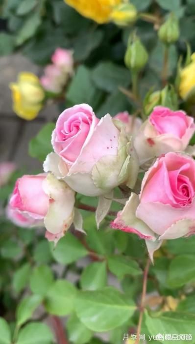 有哪些花友必備的月季花品種可以推薦下？(圖28)