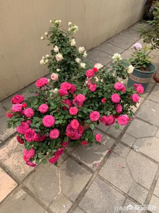 有哪些花友必備的月季花品種可以推薦下？(圖34)
