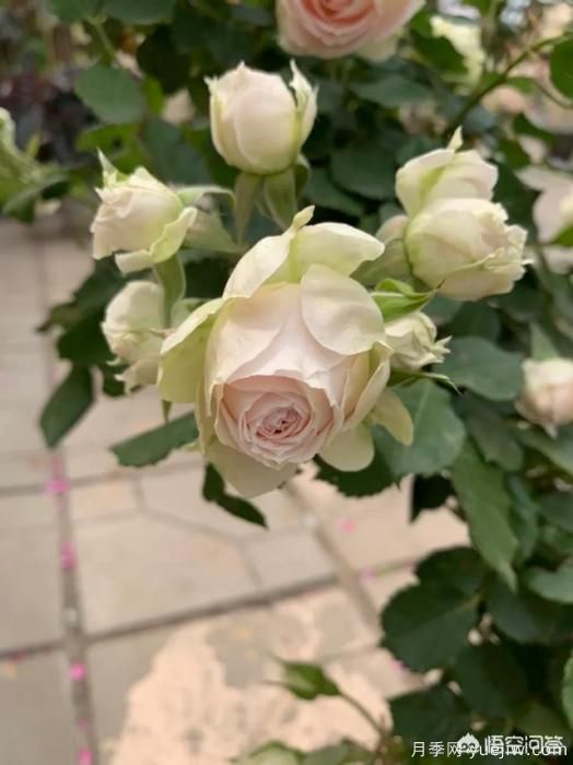 有哪些花友必備的月季花品種可以推薦下？(圖36)
