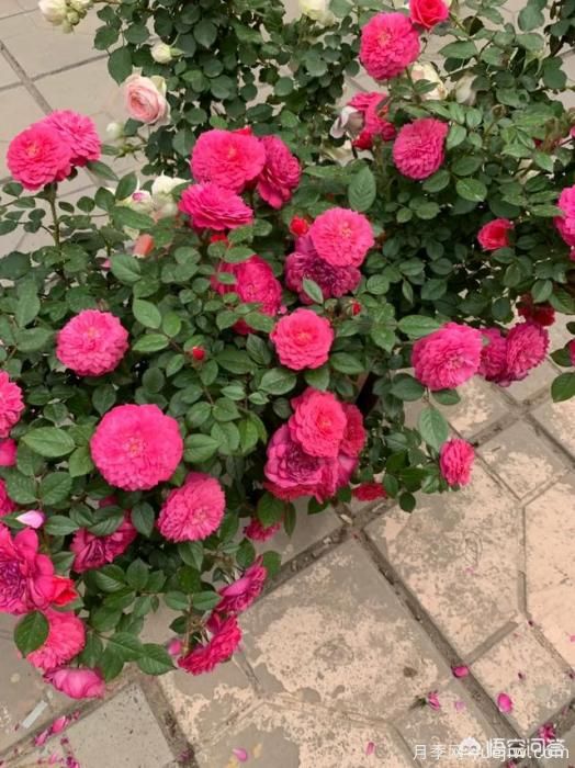 有哪些花友必備的月季花品種可以推薦下？(圖33)