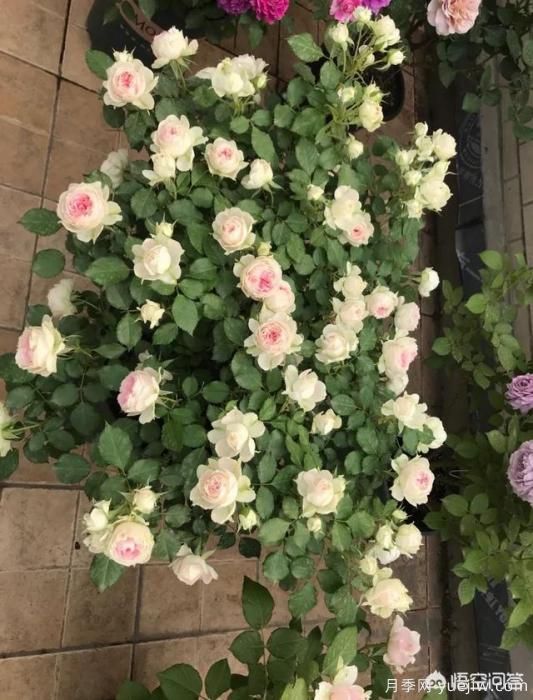 有哪些花友必備的月季花品種可以推薦下？(圖37)