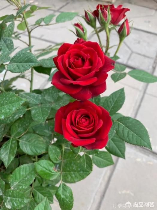 有哪些花友必備的月季花品種可以推薦下？(圖39)