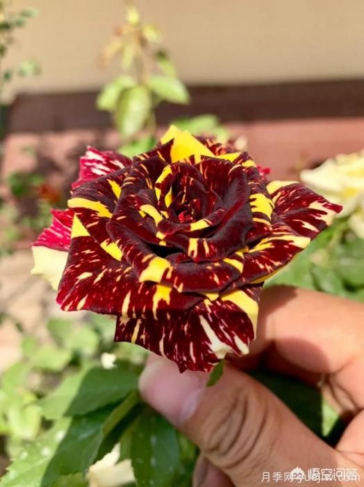 有哪些花友必備的月季花品種可以推薦下？(圖43)