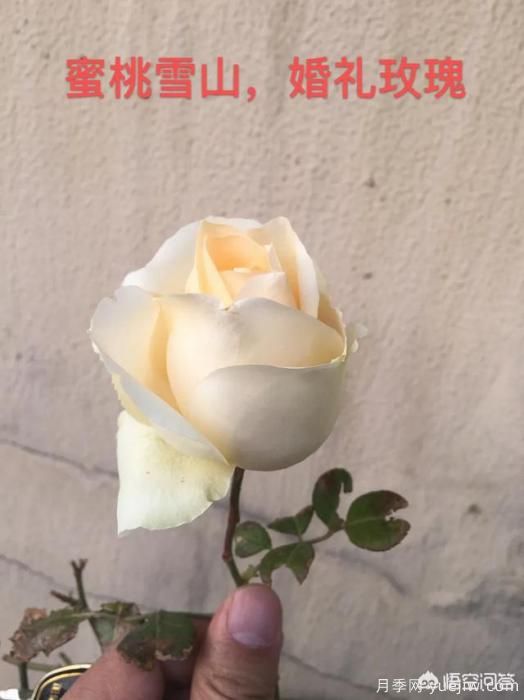 有哪些花友必備的月季花品種可以推薦下？(圖42)