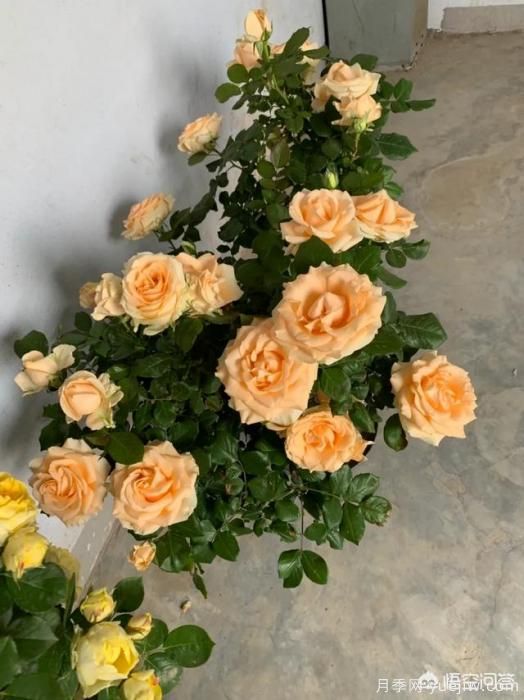 有哪些花友必備的月季花品種可以推薦下？(圖44)