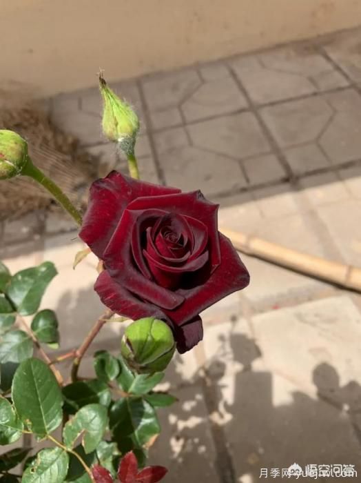 有哪些花友必備的月季花品種可以推薦下？(圖45)