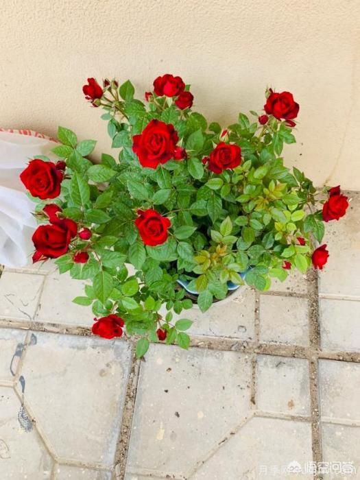 有哪些花友必備的月季花品種可以推薦下？(圖38)