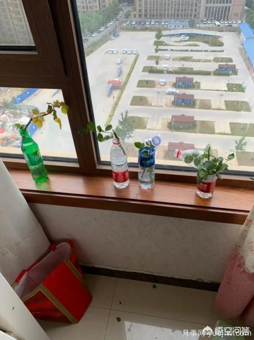 有哪些花友必備的月季花品種可以推薦下？(圖50)