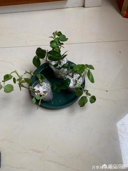 有哪些花友必備的月季花品種可以推薦下？(圖49)