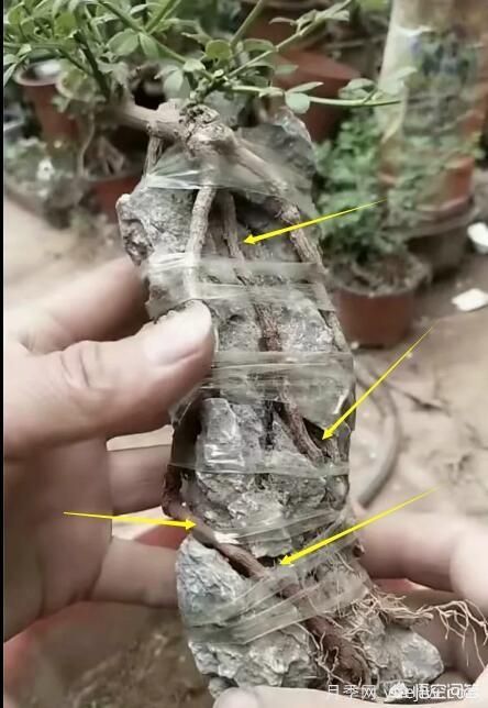 什么是山水盆景？山水盆景的形式有哪些？(圖7)