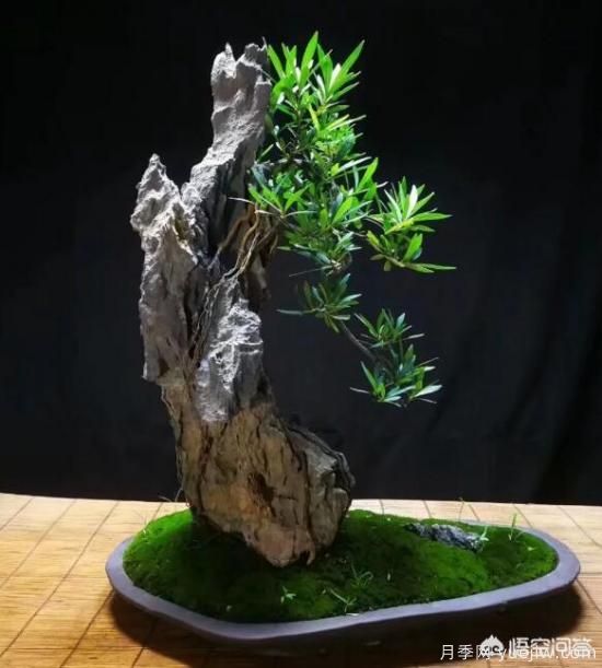 什么是山水盆景？山水盆景的形式有哪些？(圖9)
