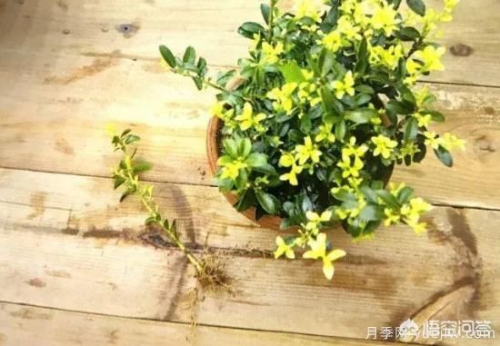哪些樹種可以做街道綠化樹種？(圖20)