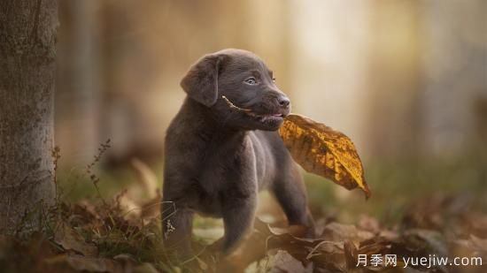 白玫瑰，粉玫瑰，紅玫瑰分別代表什么意思？(圖1)