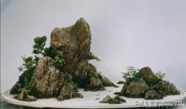 什么是山水盆景？山水盆景的形式有哪些？(圖4)