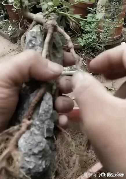 什么是山水盆景？山水盆景的形式有哪些？(圖6)