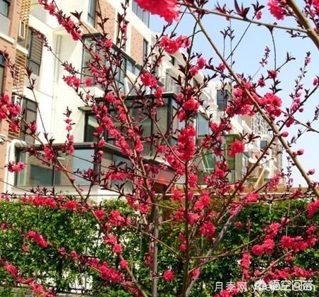 紅葉碧桃算是果樹還是綠化樹？(圖4)