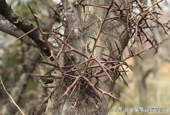 皂角樹在田間能做造型嗎？為什么？(圖3)