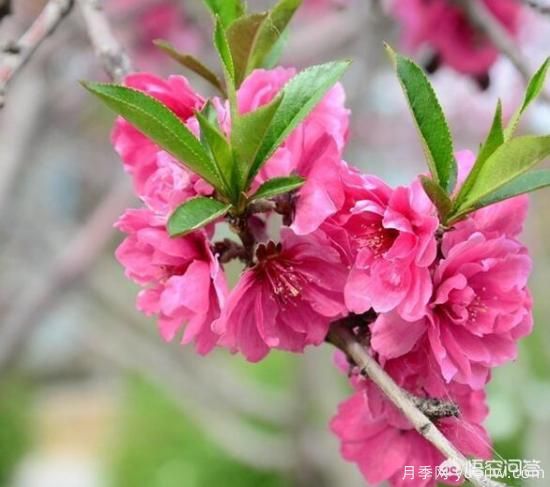 紅葉碧桃算是果樹還是綠化樹？(圖1)