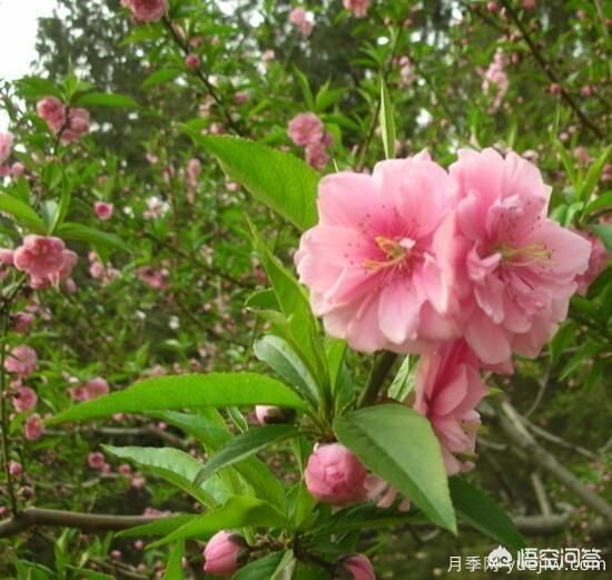 紅葉碧桃算是果樹還是綠化樹？(圖5)