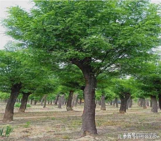 皂角樹在田間能做造型嗎？為什么？(圖1)