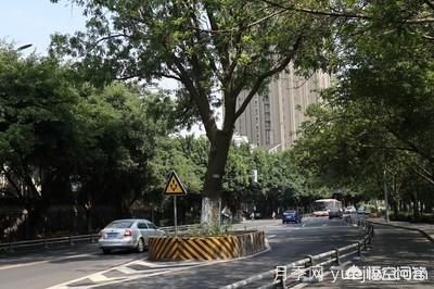 皂角樹一畝地種植多少株合適？(圖3)