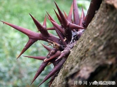 皂角樹一畝地種植多少株合適？(圖2)