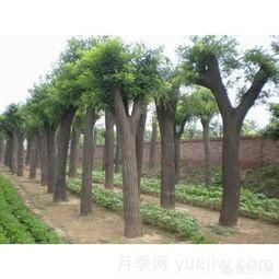 現(xiàn)在什么苗木種植前景好？(圖3)