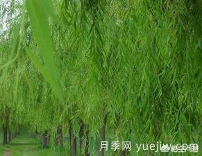現(xiàn)在什么苗木種植前景好？(圖7)