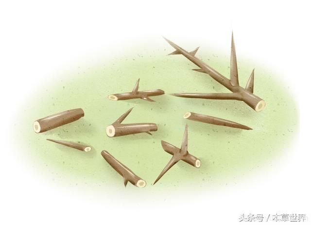 農(nóng)村皂角樹上的木刺有啥作用？(圖2)