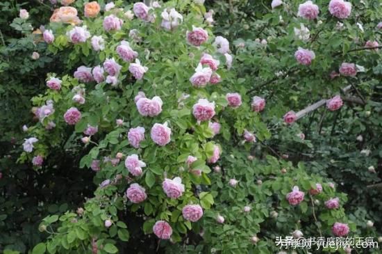 你***喜歡的月季是什么品種？為什么喜歡？(圖1)