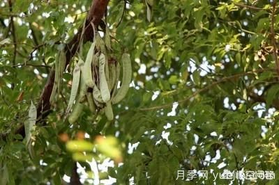 皂角樹一畝地種植多少株合適？(圖4)