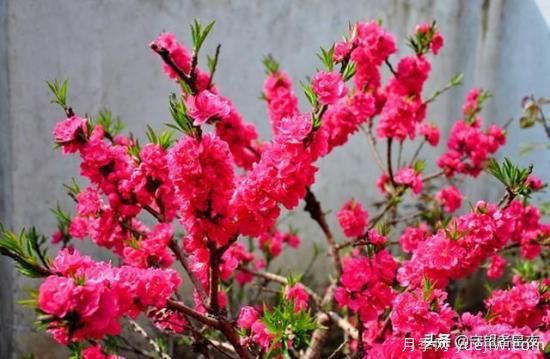 你***喜歡的月季是什么品種？為什么喜歡？(圖8)