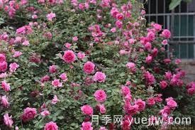 適合做拱門的大型藤本月季，有哪些品種可以推薦？(圖5)
