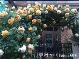 適合做拱門的大型藤本月季，有哪些品種可以推薦？(圖6)