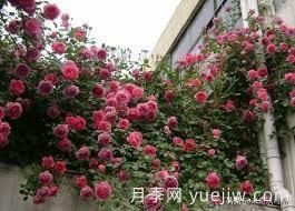 適合做拱門的大型藤本月季，有哪些品種可以推薦？(圖2)