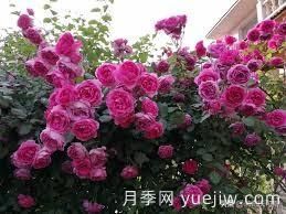 適合做拱門的大型藤本月季，有哪些品種可以推薦？(圖1)