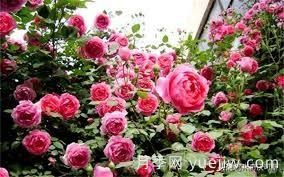 適合做拱門的大型藤本月季，有哪些品種可以推薦？(圖3)
