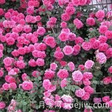 適合做拱門的大型藤本月季，有哪些品種可以推薦？(圖8)