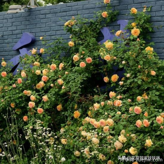 藤本月季的優(yōu)缺點(diǎn)是什么？有哪些？(圖7)