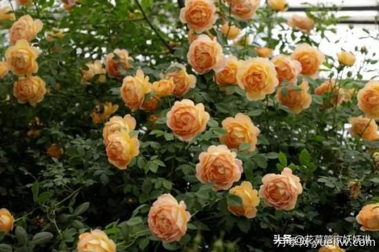藤本月季的優(yōu)缺點(diǎn)是什么？有哪些？(圖10)