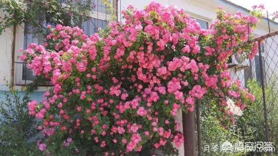 藤本月季的優(yōu)缺點(diǎn)是什么？有哪些？(圖1)