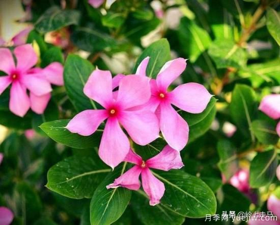 春季繁殖花卉苗木有哪幾種方法，如何來做你知道嗎？(圖11)