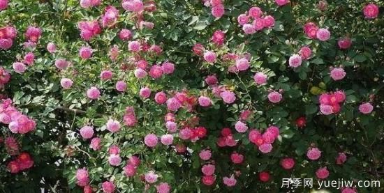 月季大藤本和小藤本都有哪些品種？栽種方式有沒(méi)有區(qū)別？(圖6)