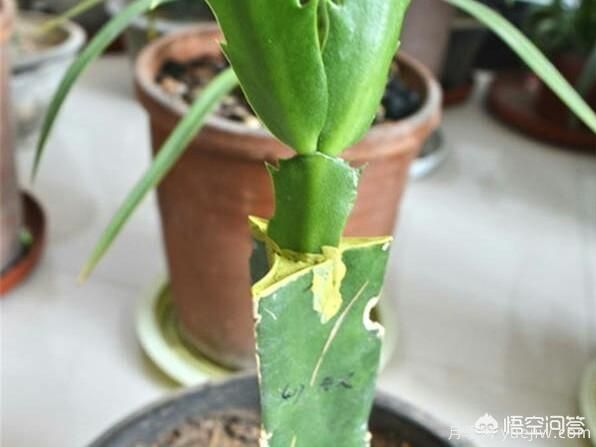 春季繁殖花卉苗木有哪幾種方法，如何來做你知道嗎？(圖4)