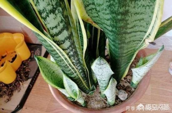 春季繁殖花卉苗木有哪幾種方法，如何來做你知道嗎？(圖5)