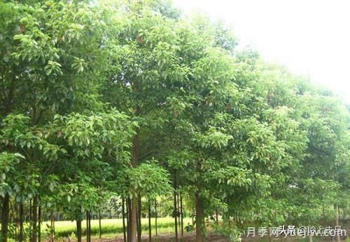 春季繁殖花卉苗木有哪幾種方法，如何來做你知道嗎？(圖8)