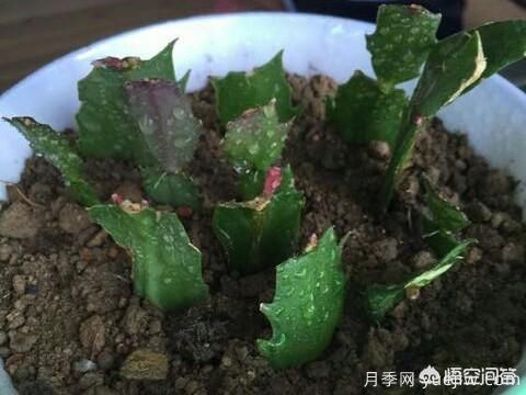 春季繁殖花卉苗木有哪幾種方法，如何來做你知道嗎？(圖7)