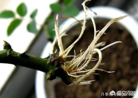 春季繁殖花卉苗木有哪幾種方法，如何來做你知道嗎？(圖6)